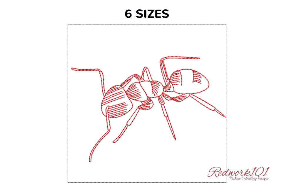 Carpenter Ant