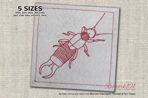 Earwig