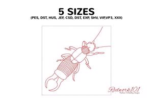 Earwig
