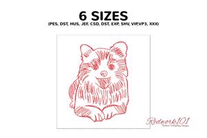 Pomeranian with Tongue Out