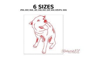 Playful Dog Looking Up