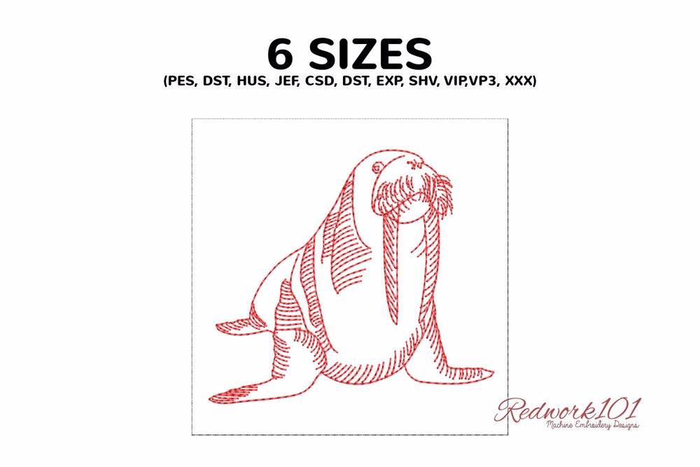 Male Walrus