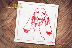 Basset Artesien Normand Dog Head Study