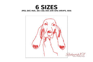 Basset Artesien Normand Dog Head Study