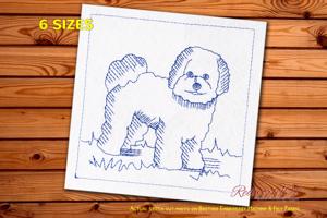 Bichon Frise Dog