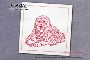 Bearded Collie Dog Portrait