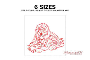 Bearded Collie Dog Portrait